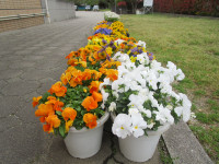 ＨＰ花写真